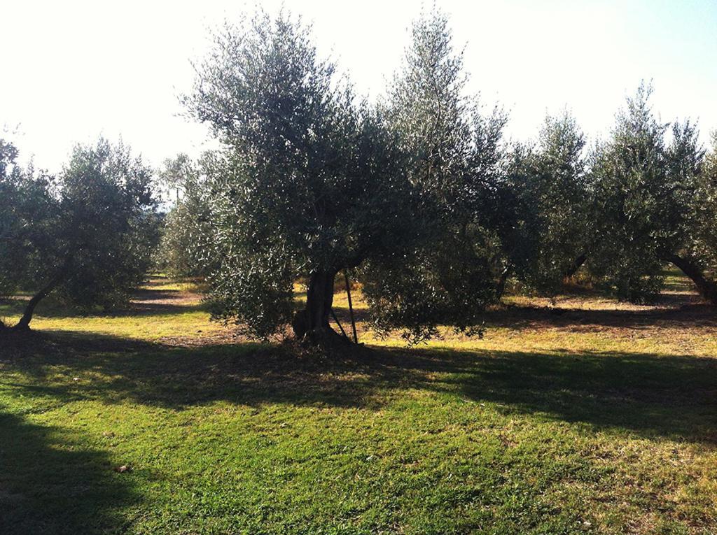 Agriturismo Poggio Alle Calle Saturnia Zewnętrze zdjęcie