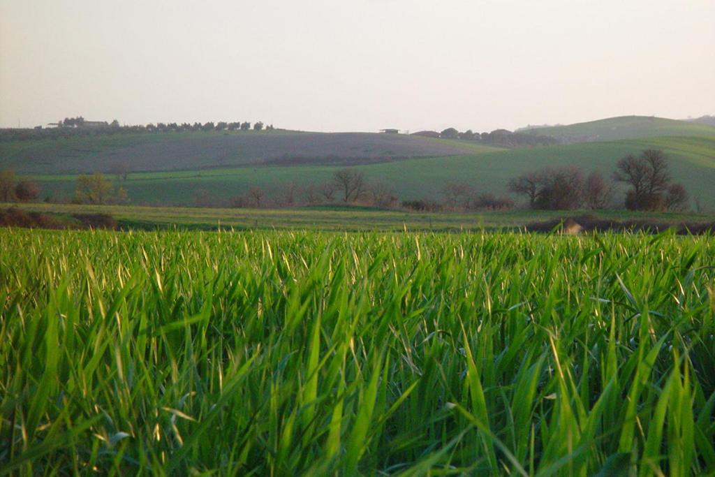 Agriturismo Poggio Alle Calle Saturnia Zewnętrze zdjęcie