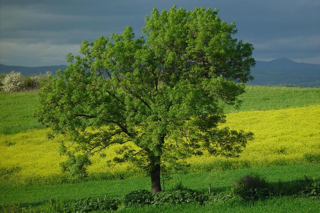 Agriturismo Poggio Alle Calle Saturnia Zewnętrze zdjęcie